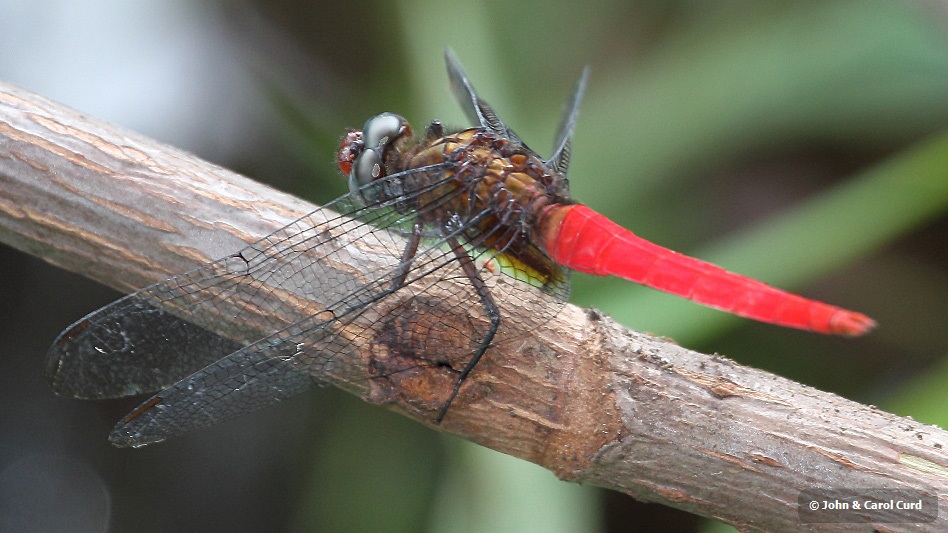 J01_2114 Orthetrum chrysis male.JPG